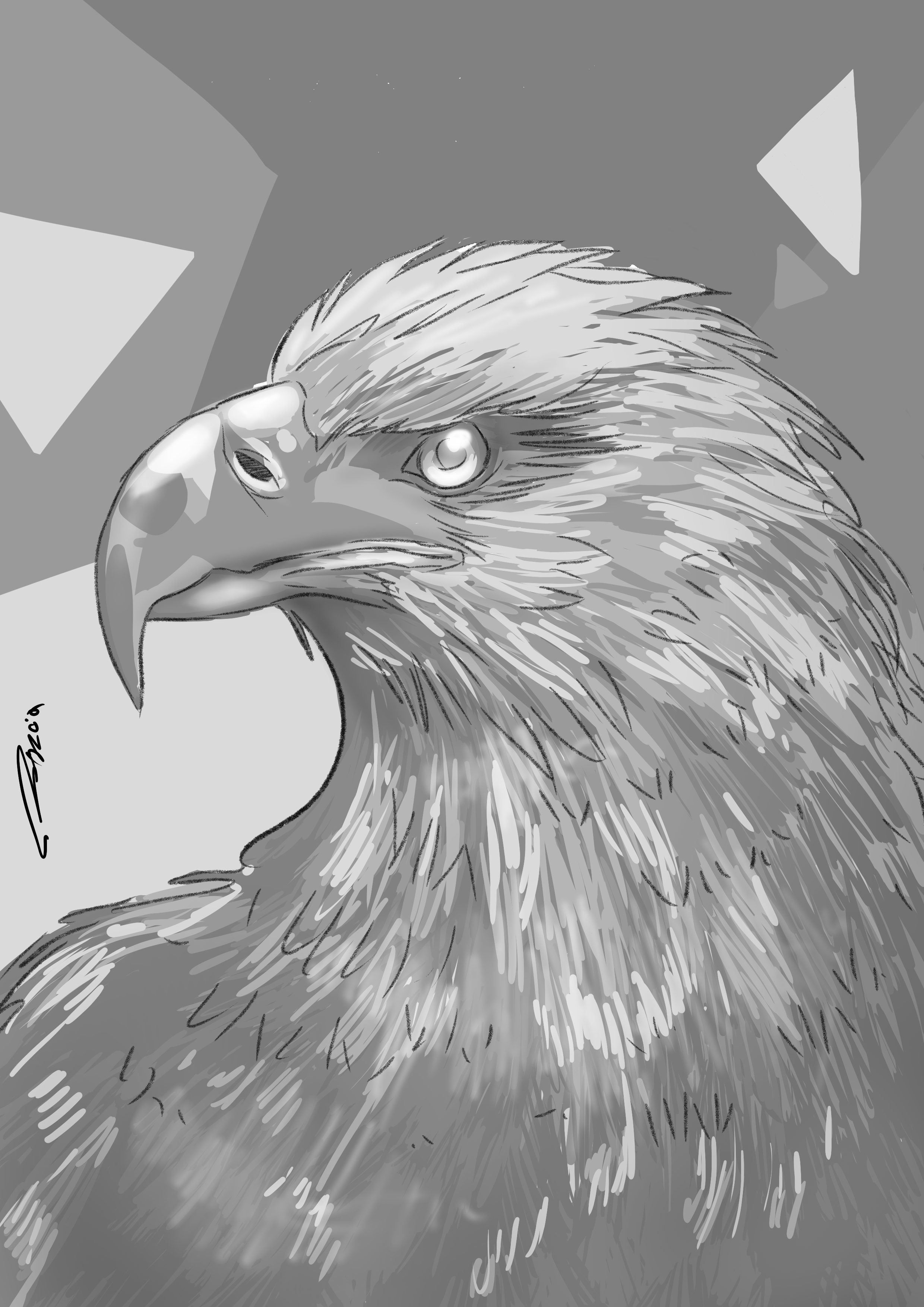 נשר שחור לבן.jpg