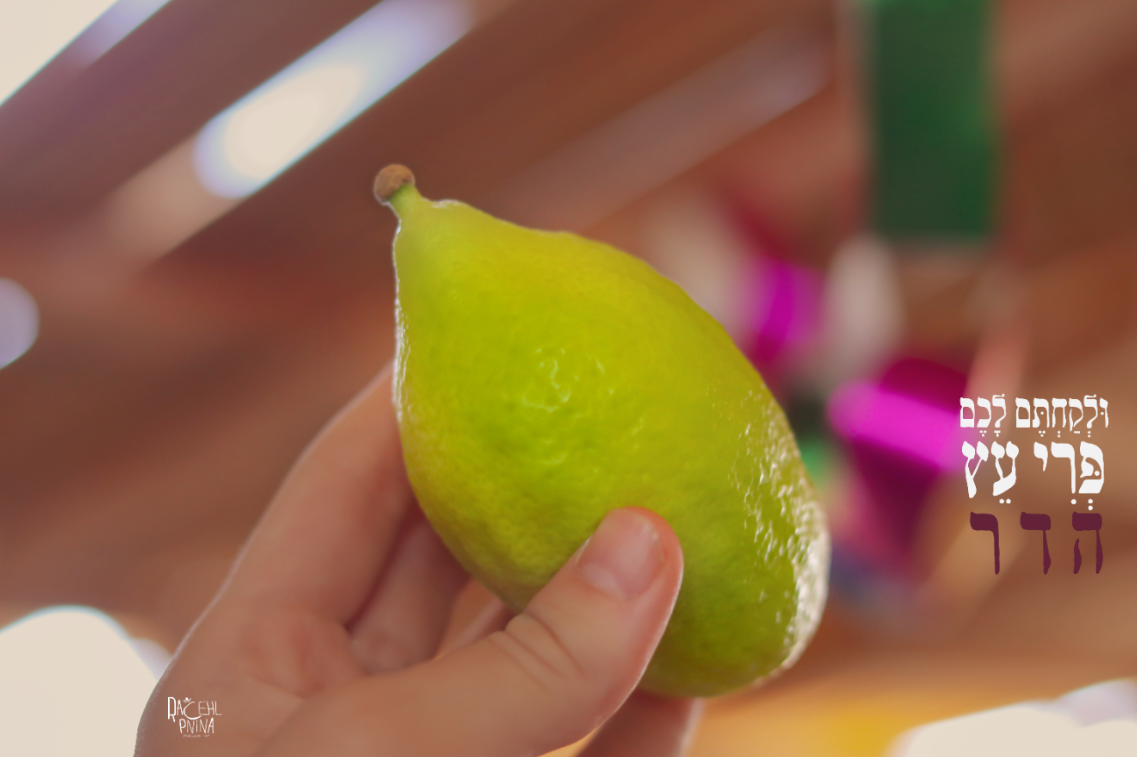 סוכות.צילום רחל אורן.png