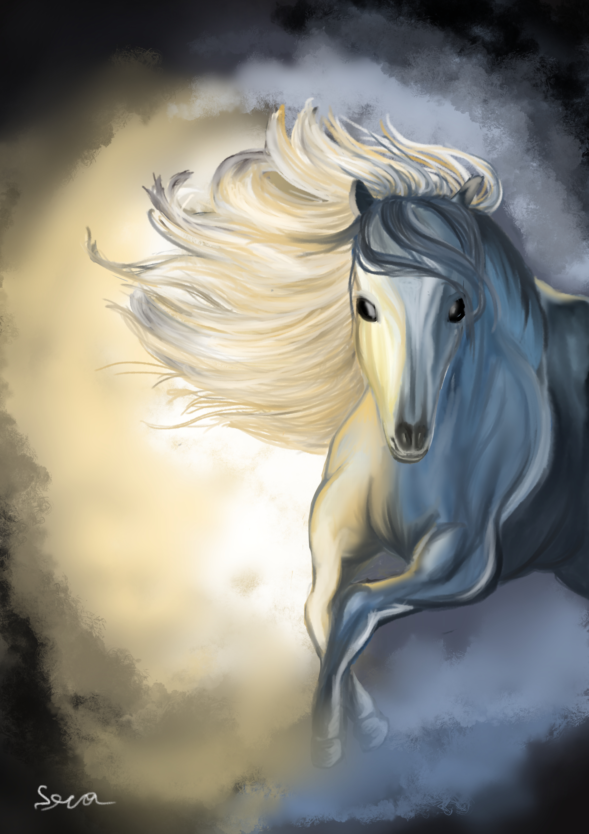 סוסון סופי.jpg