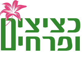 סקיצה2.png