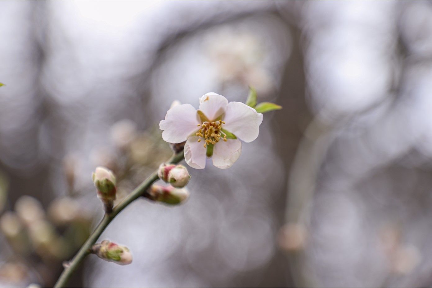 עומק שדה קטן.jpg