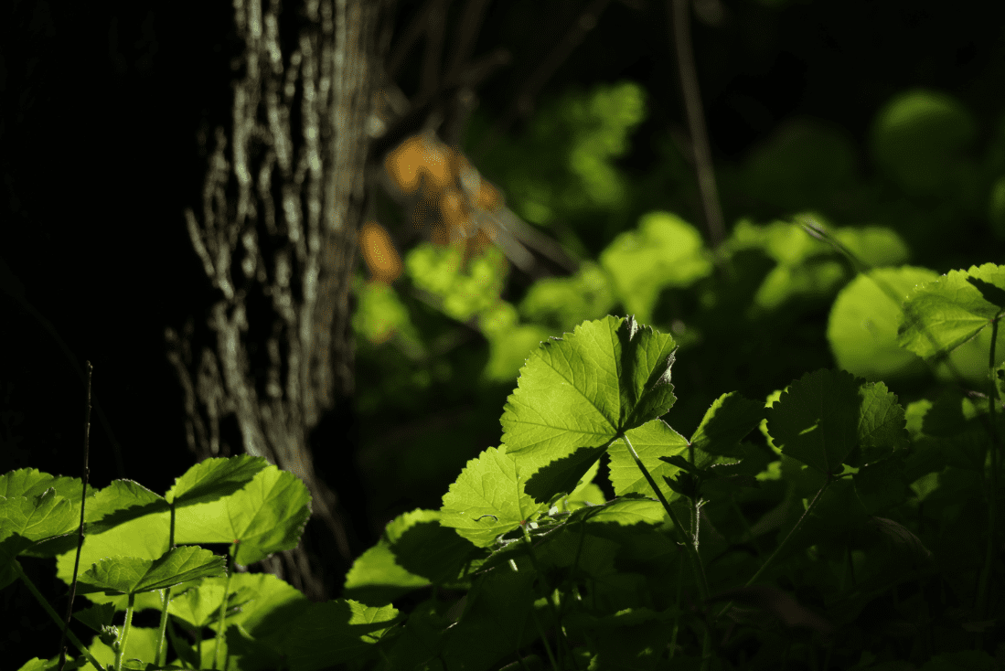 עומק שדה רדוד.PNG