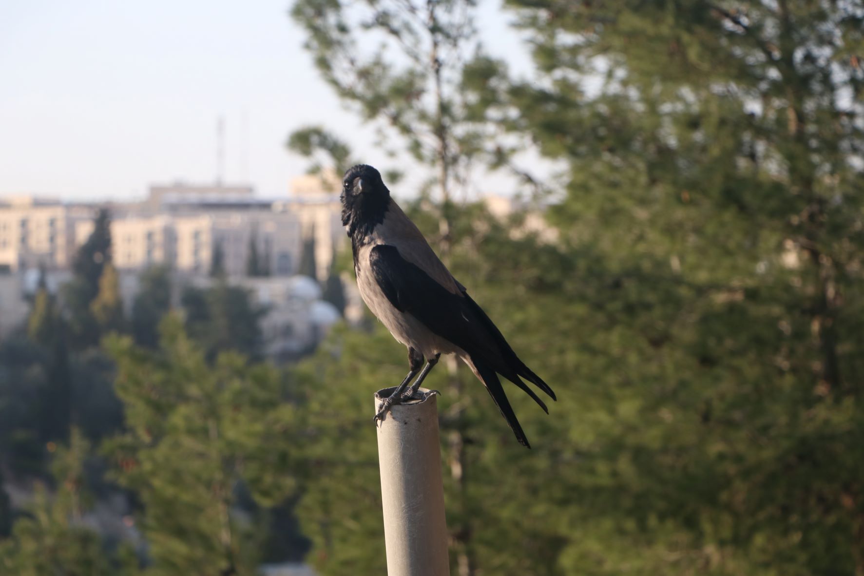 עורב אתגר פרוג.JPG