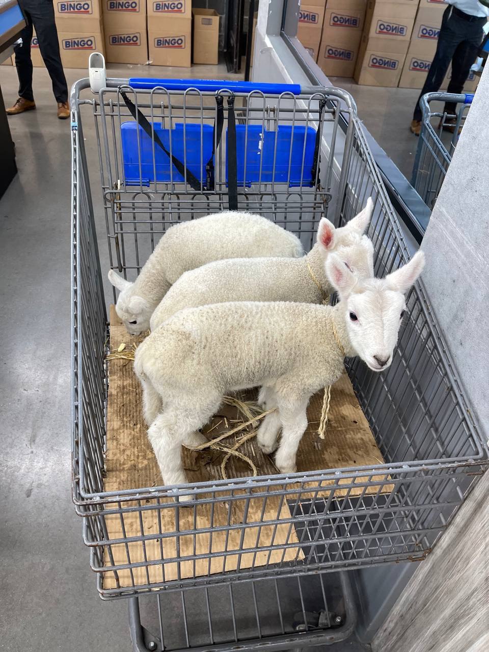 עינים ציגעלע.jpg