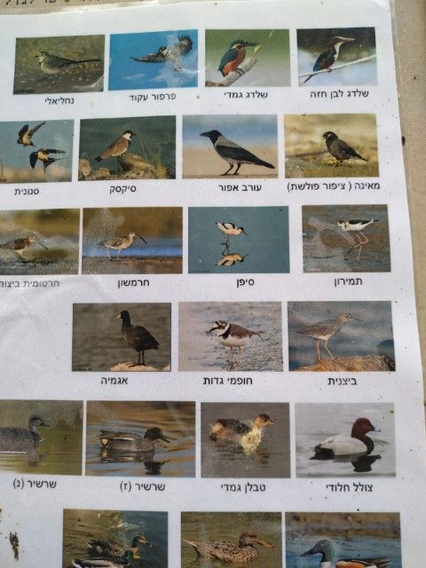 עמק (11) (Small).jpeg