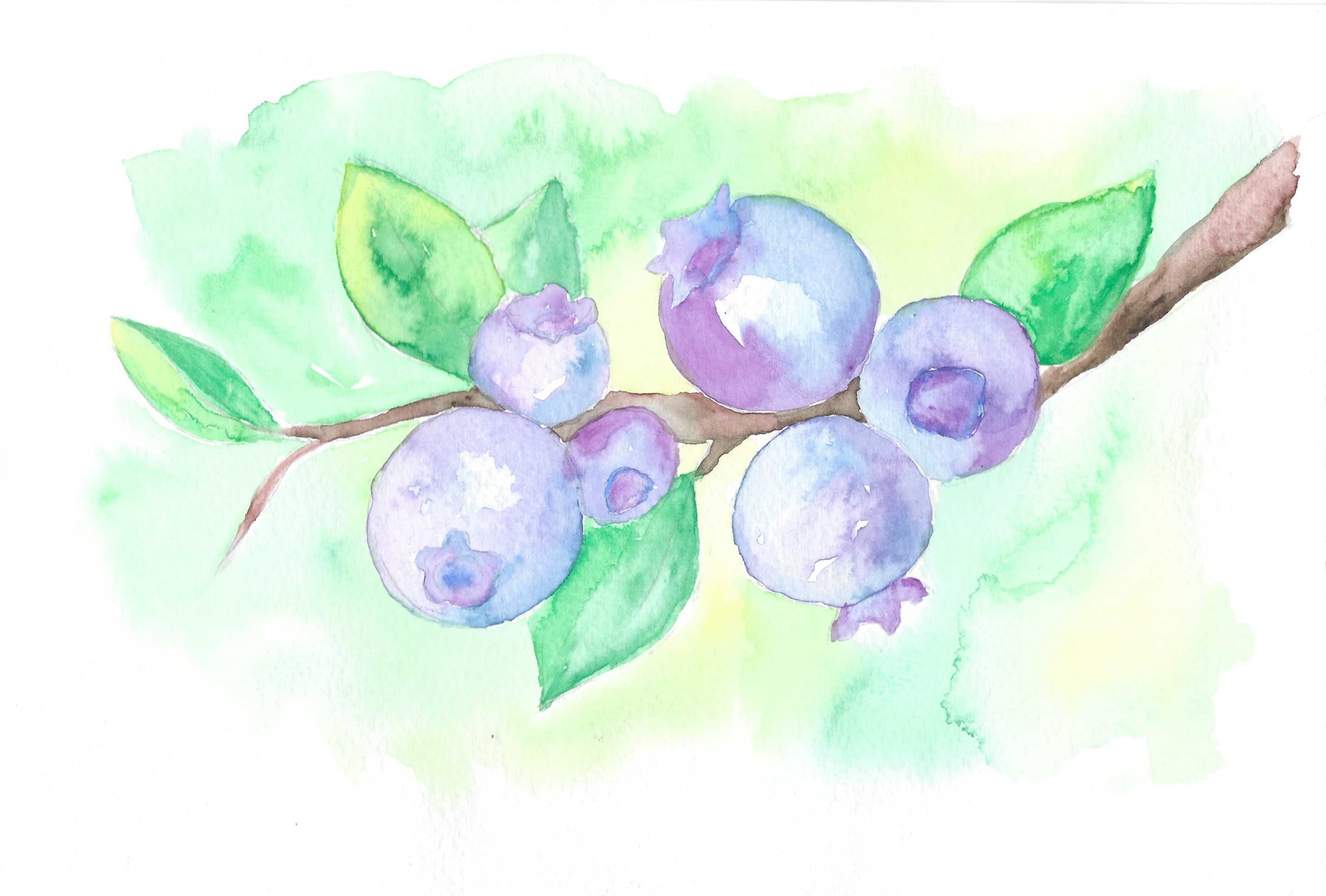 ענף אוכמניות.jpg