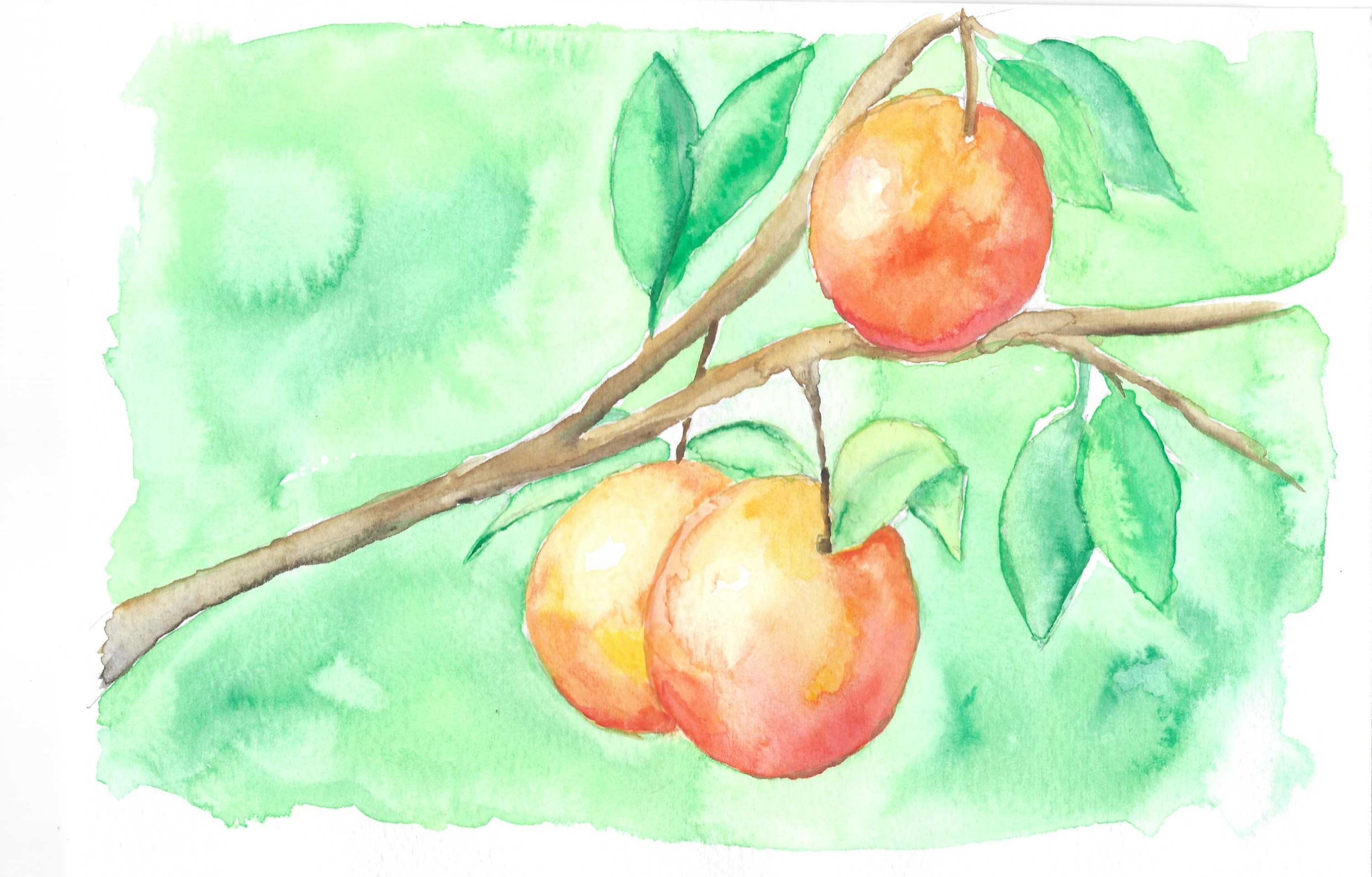 ענף תפוזים.jpg