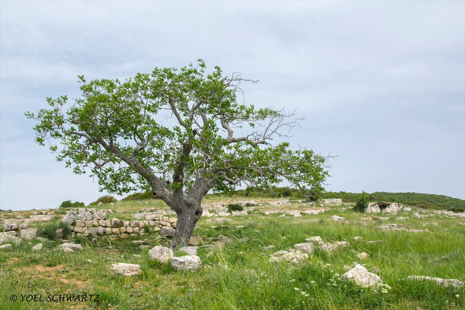 עץ על רקע חורבות גת 002.jpg