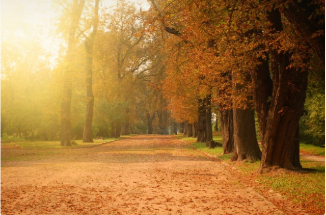 עצים ושביל- עמ 4.PNG