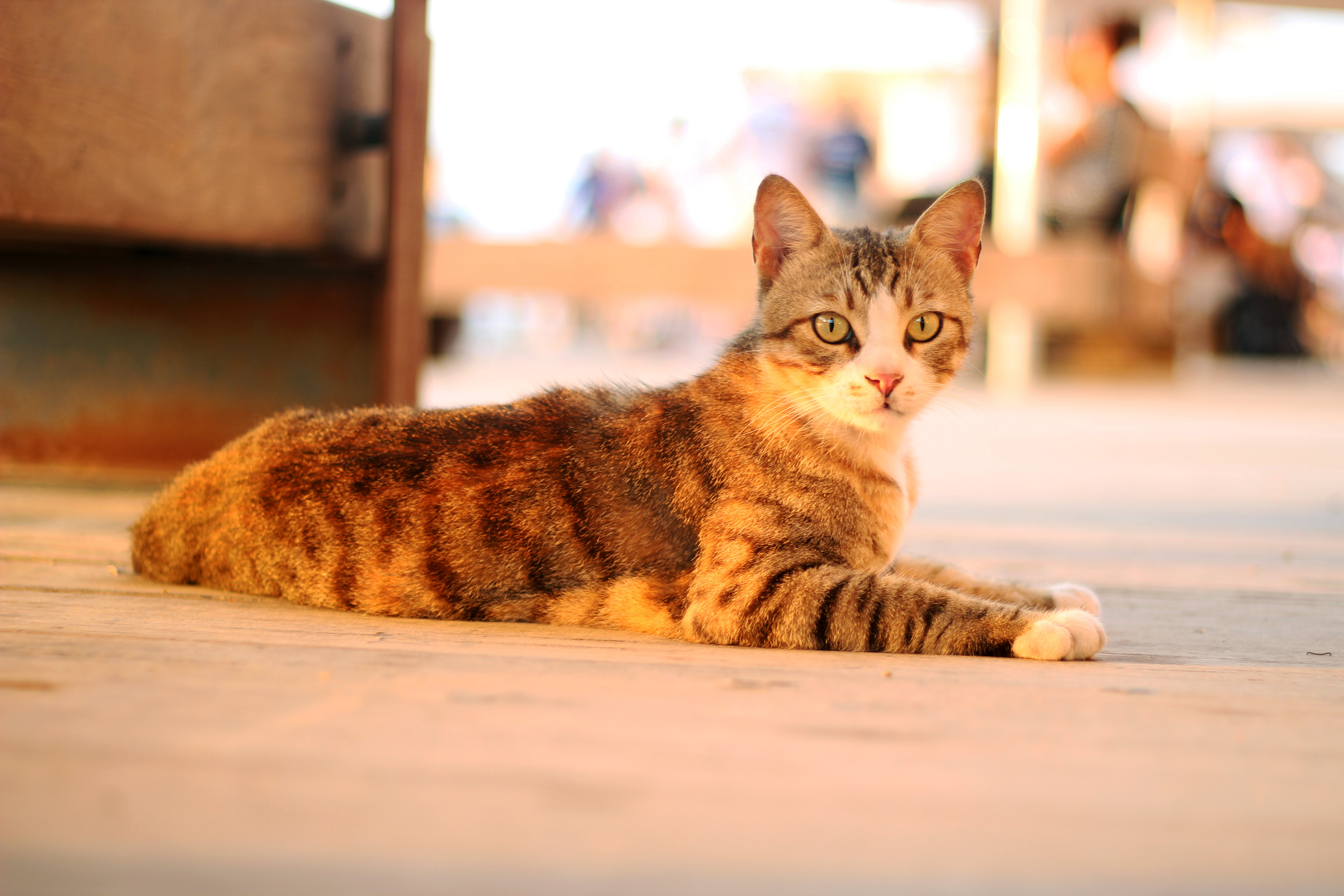 ערוך חתולה.jpg