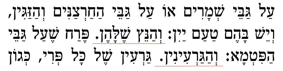 ערלה.jpg