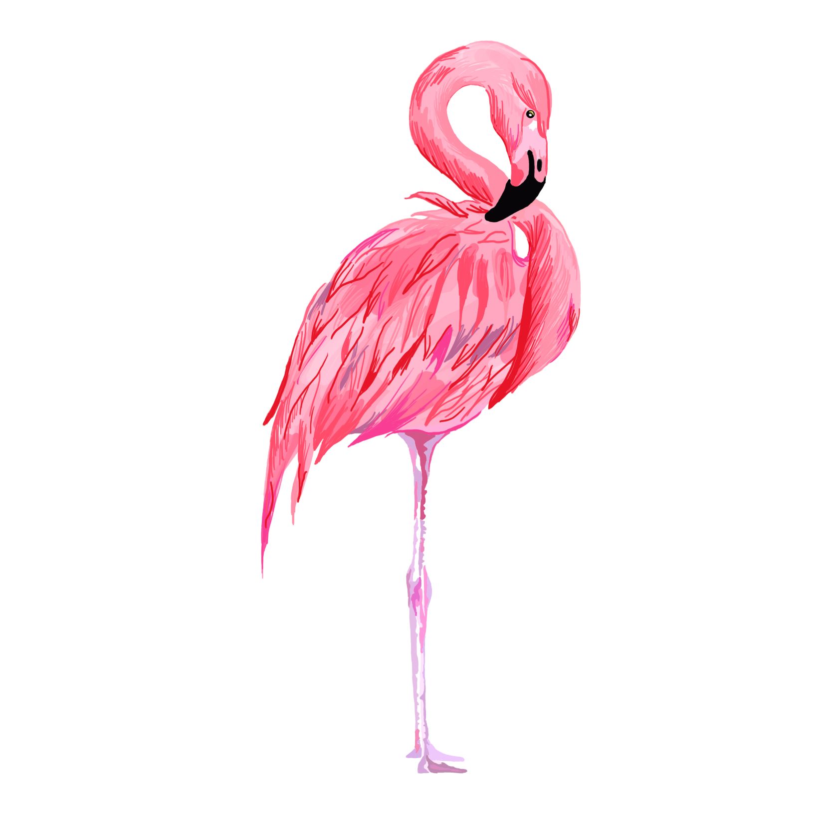 פלמינגו מצוייר.jpg