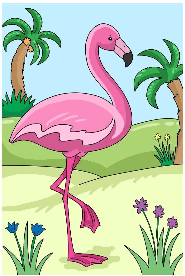 פלמינגו.jpg