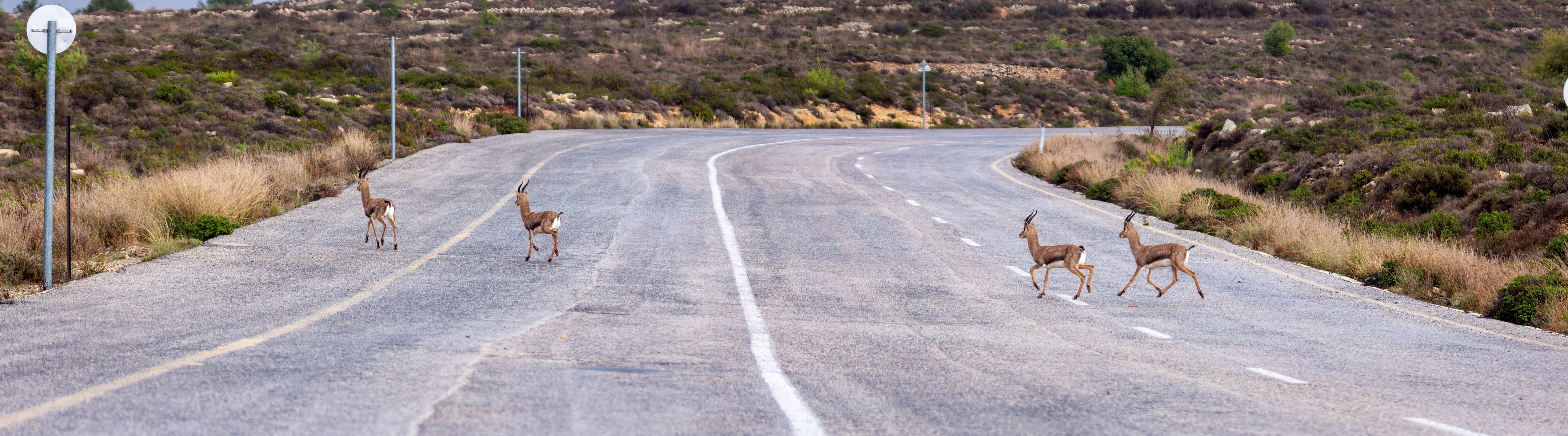 פנורמה (1).jpg