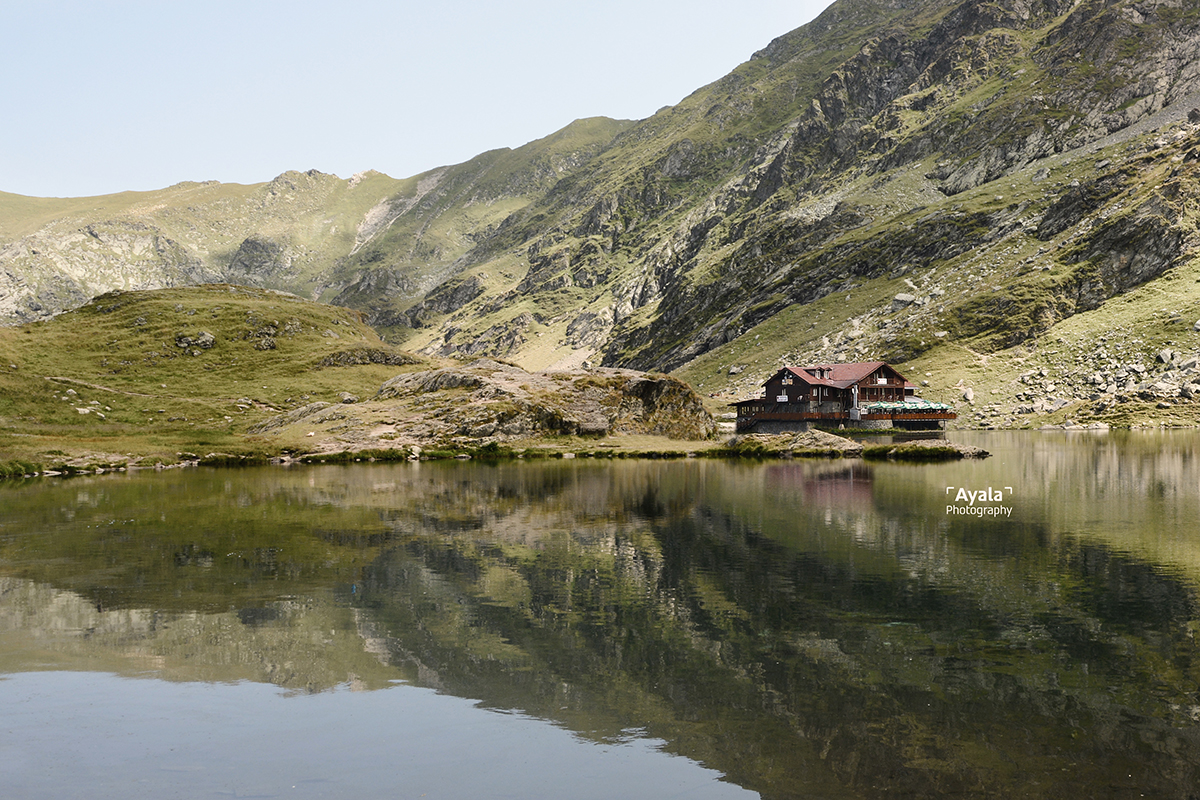 פראי מוקטן.jpg