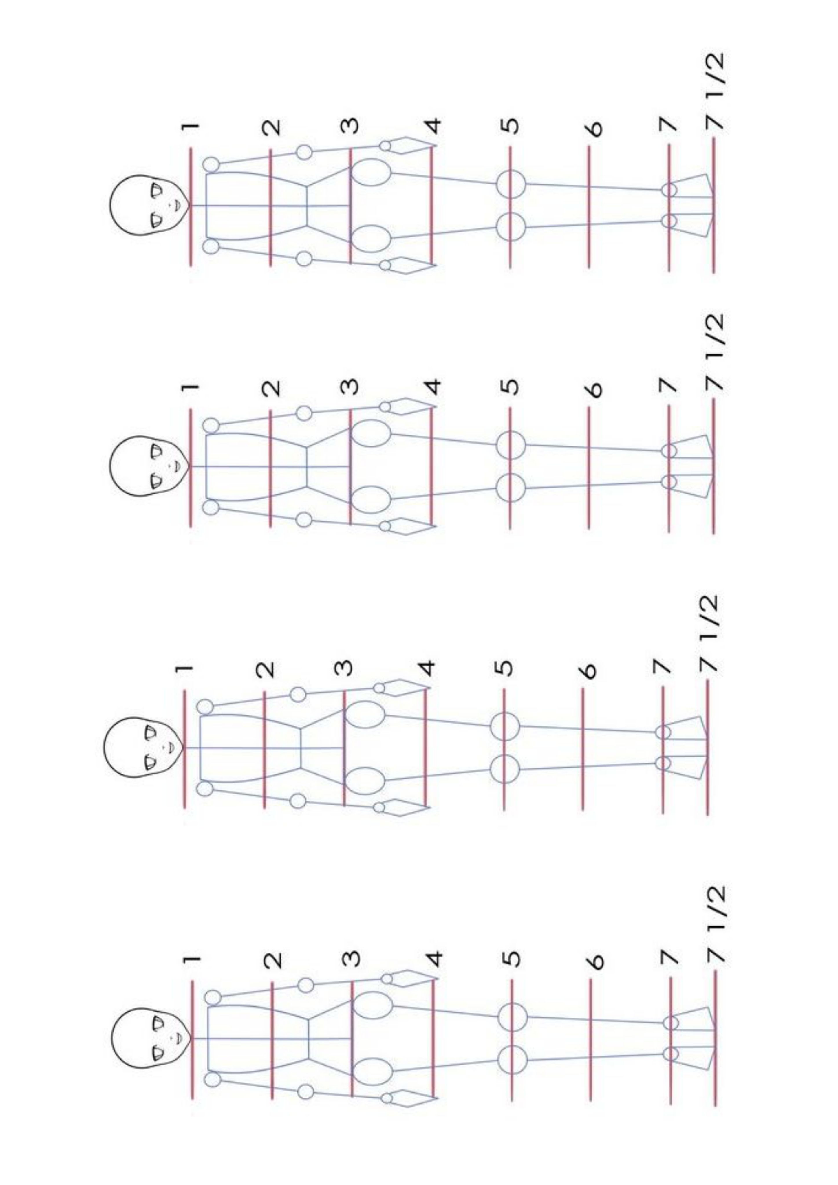 פרופורציות מבוגר.jpg