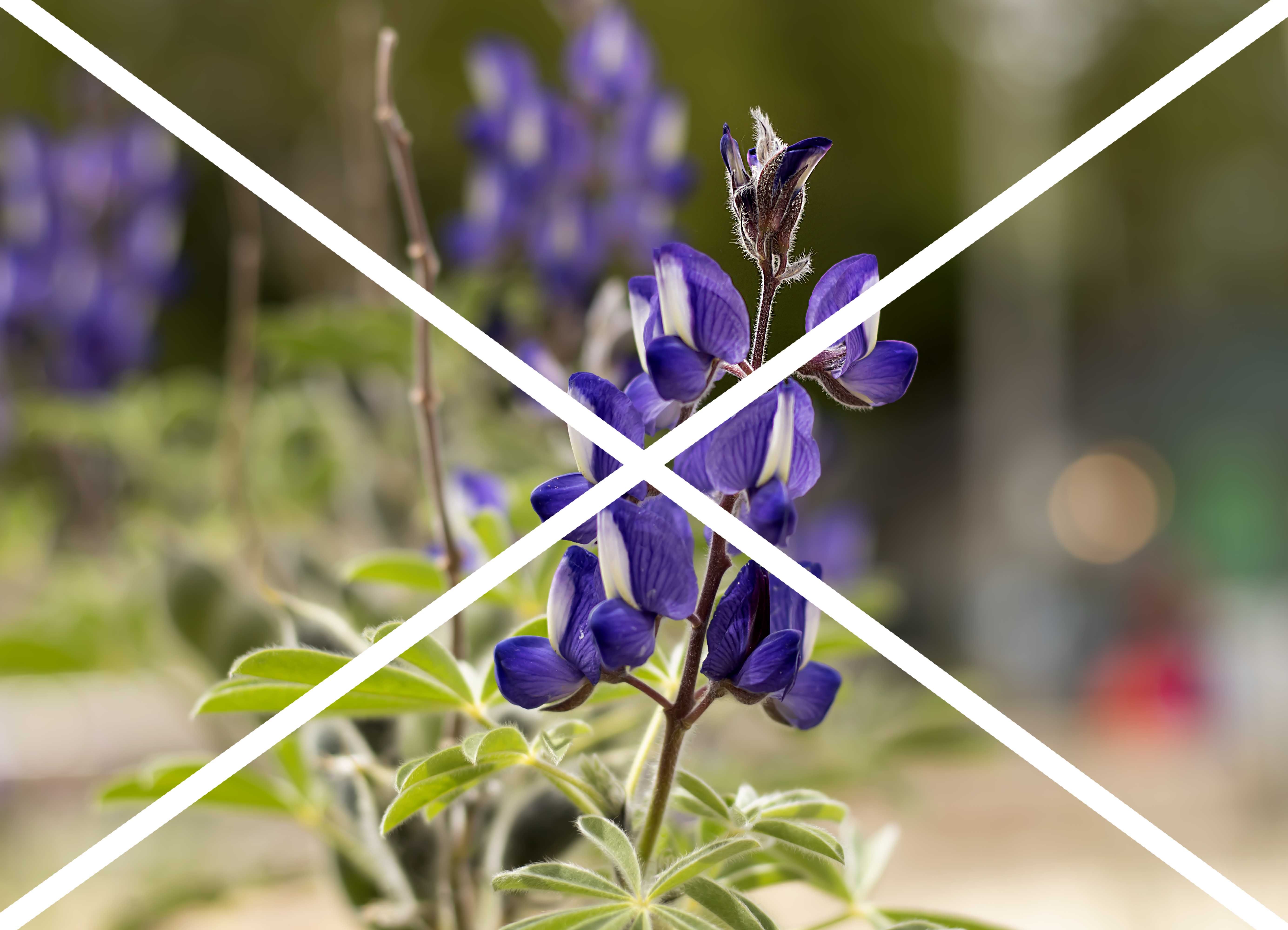 פרחים סגולים.jpg