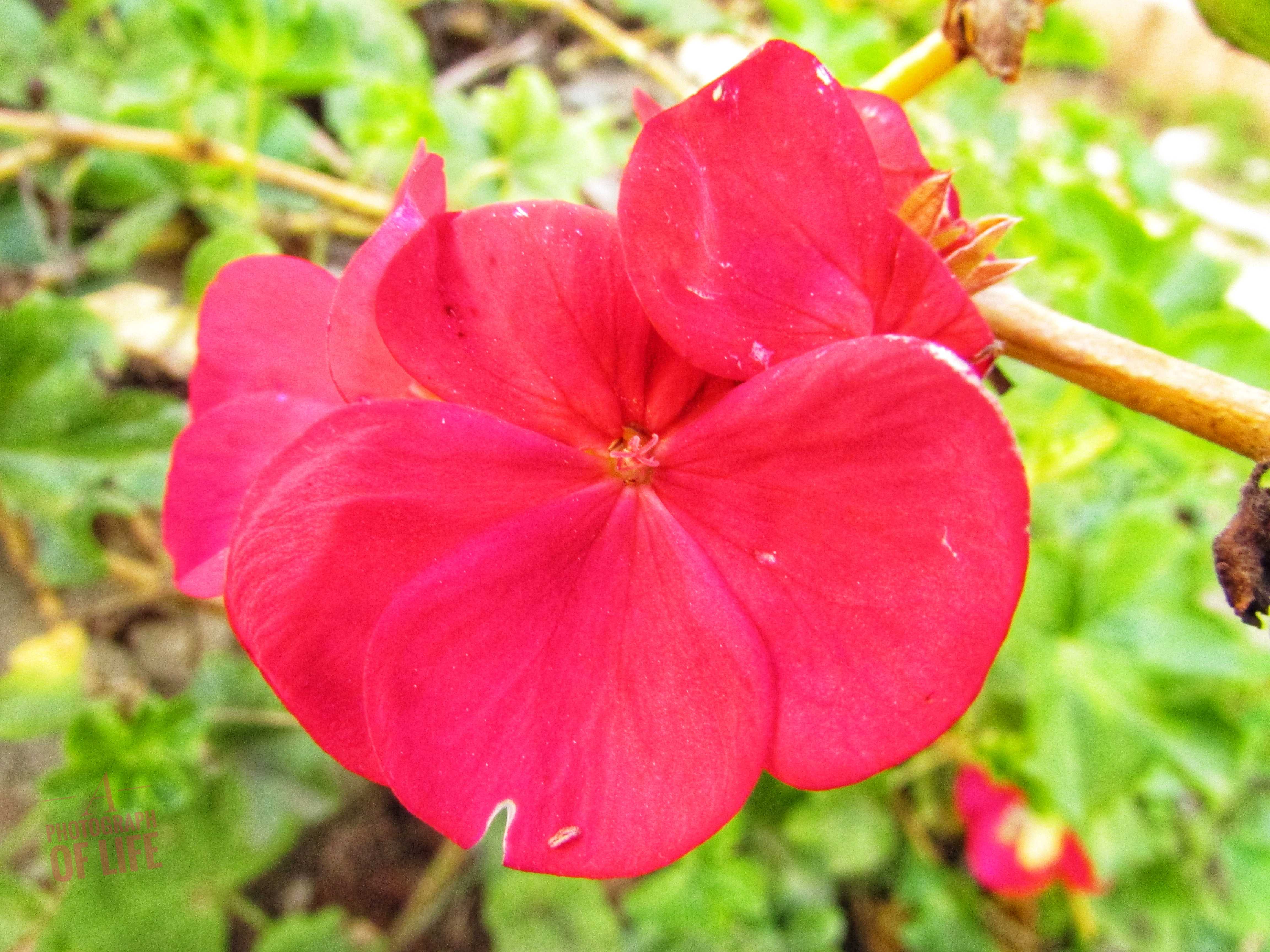 פרחים פרוג מוקטן (1).jpeg