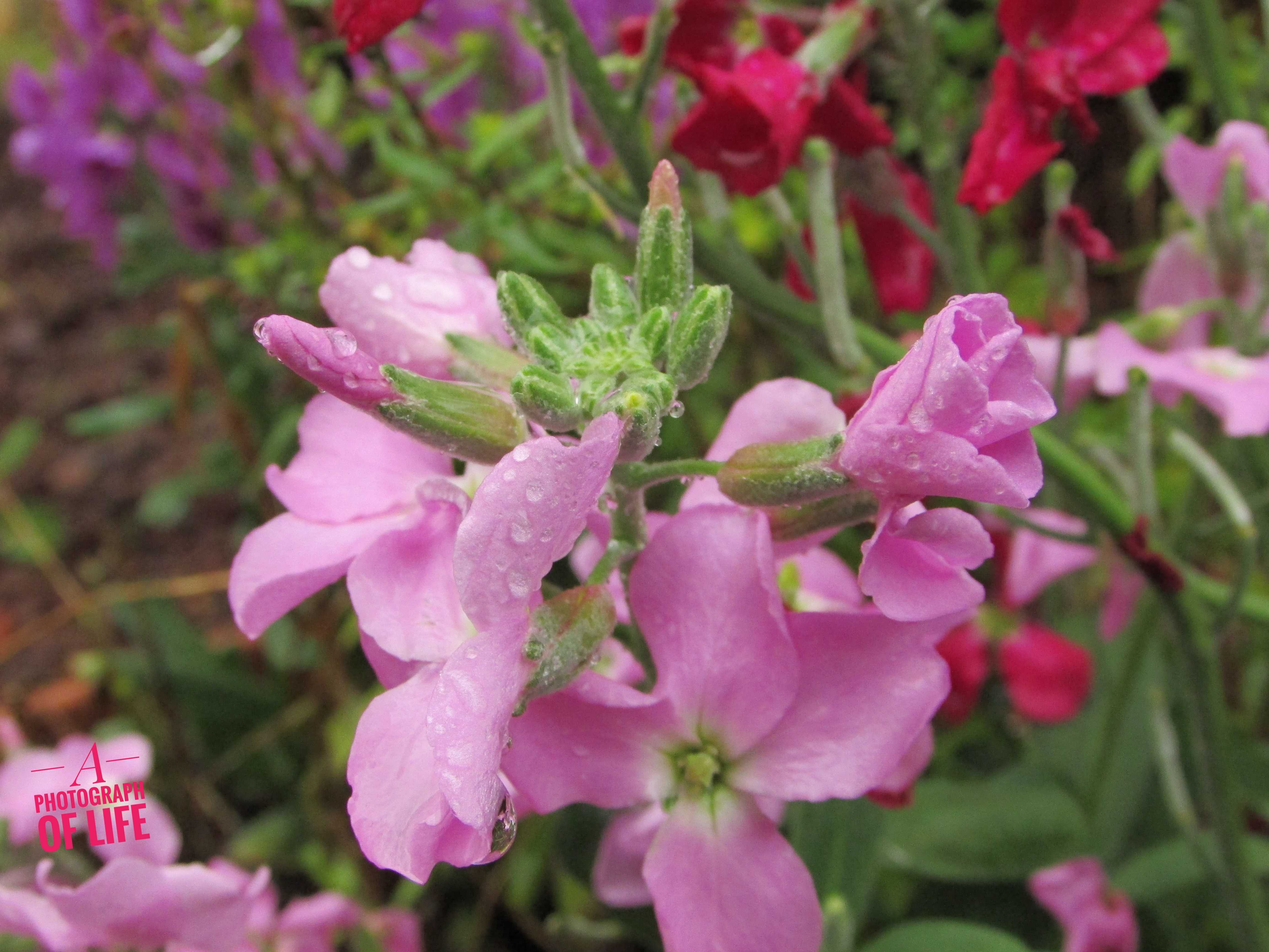 פרחים פרוג מוקטן (2).jpeg