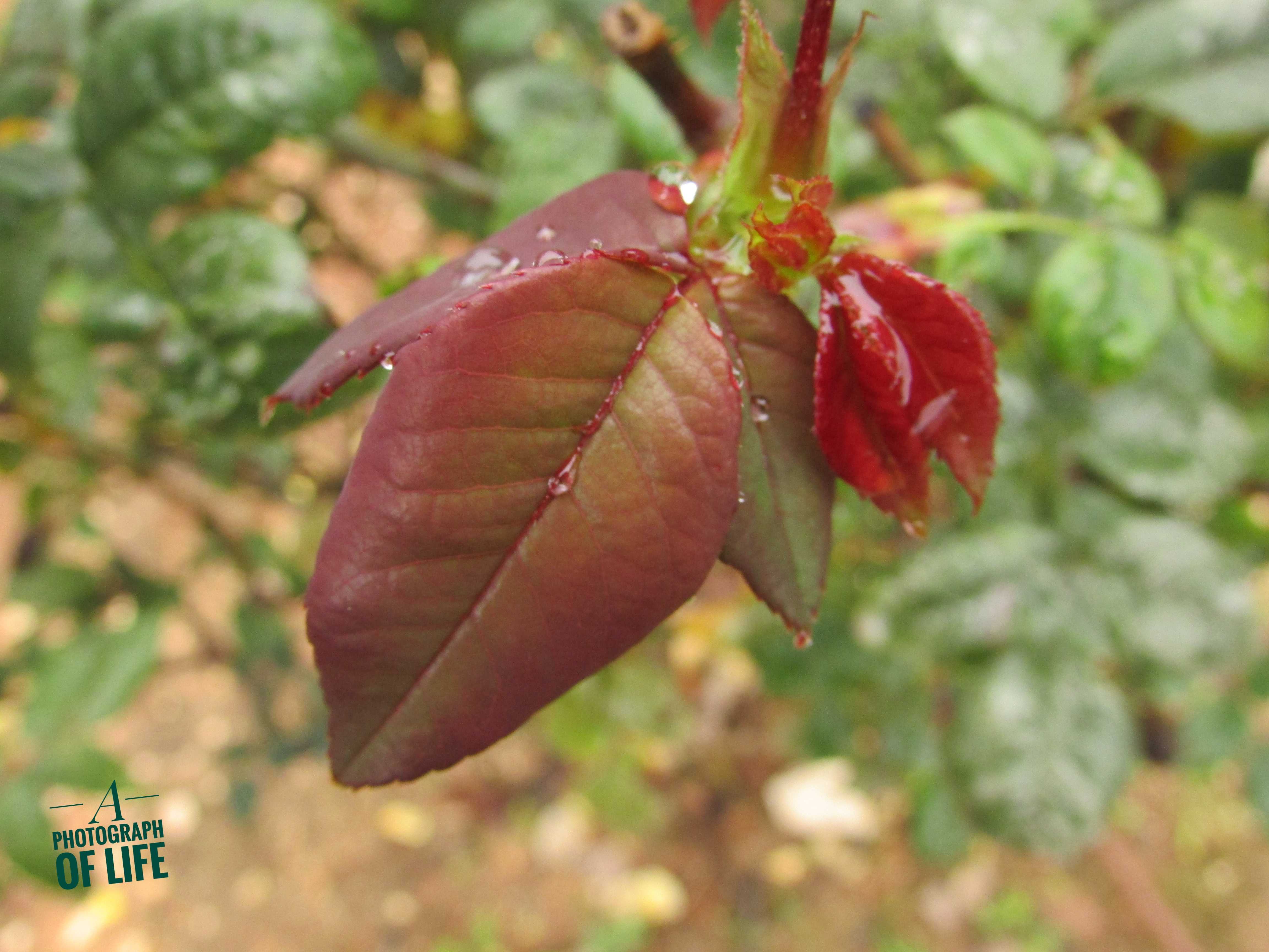 פרחים פרוג מוקטן (3).jpeg