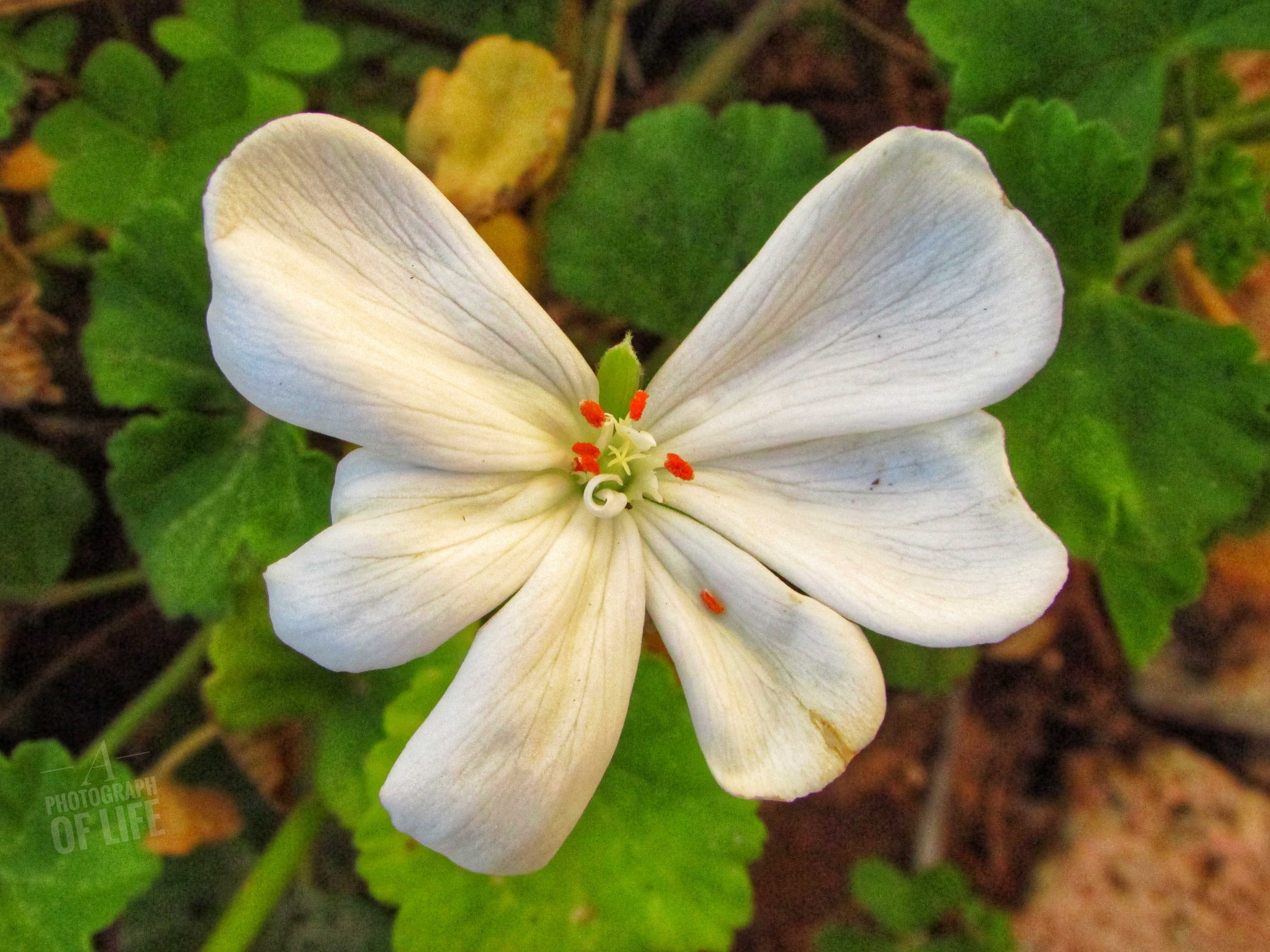 פרחים פרוג מוקטן (4).jpeg