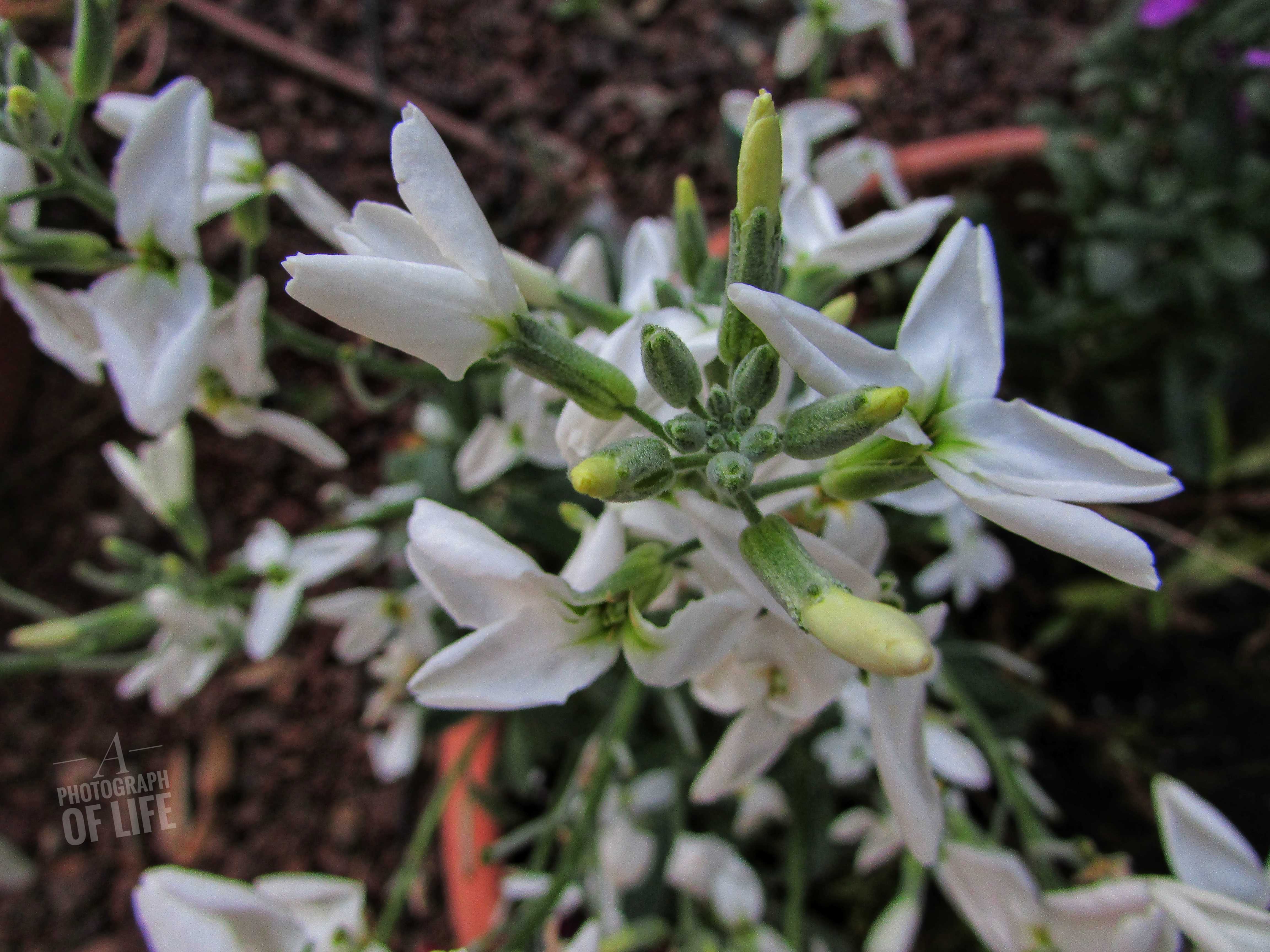 פרחים פרוג מוקטן (5).jpeg