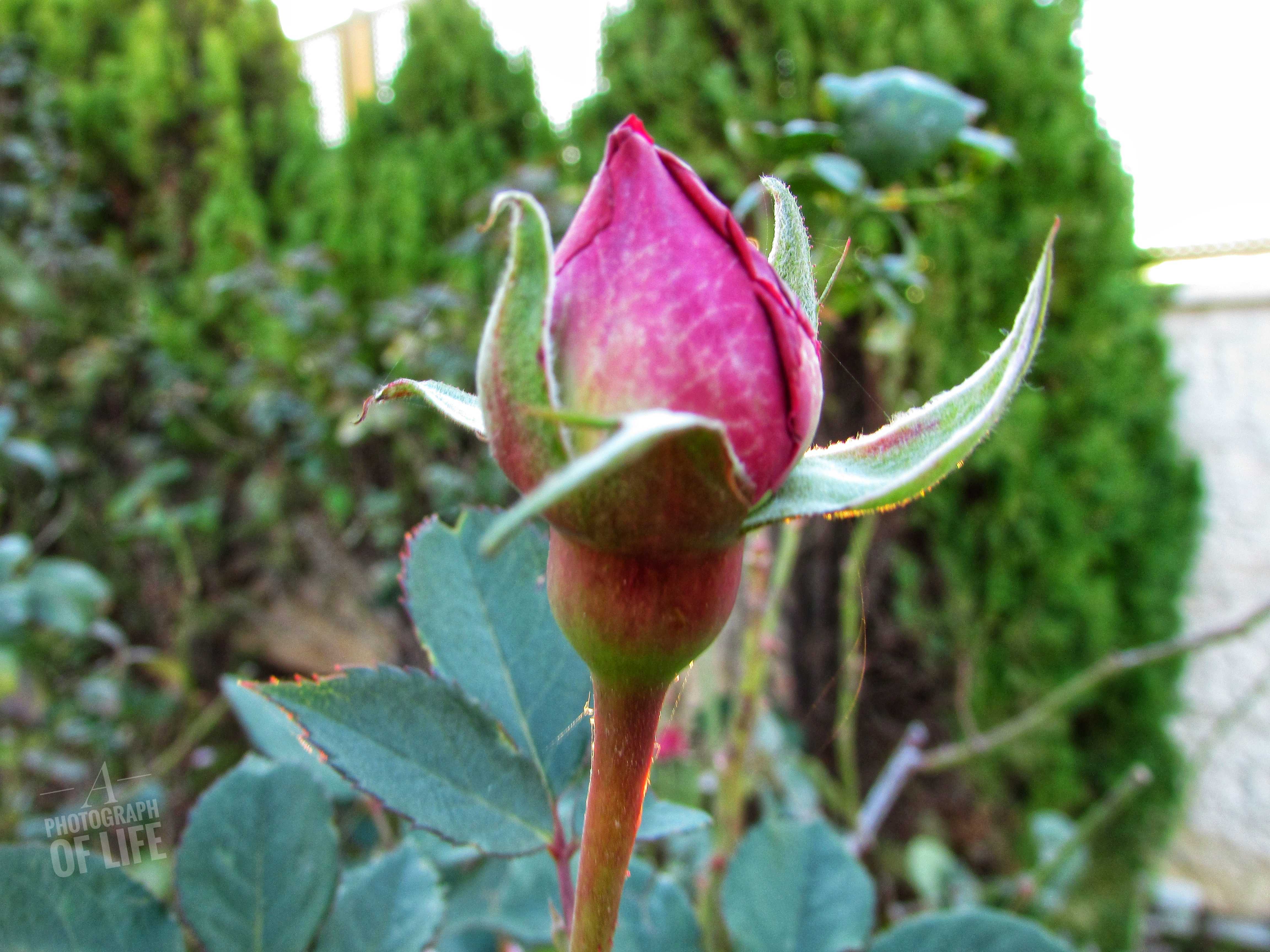 פרחים פרוג מוקטן (6).jpeg