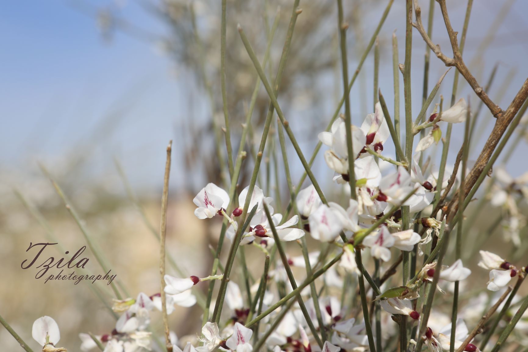 פרחי רותם מעובד.jpg