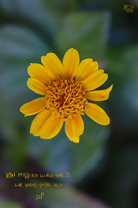 פרח מוגן איכות נמוכה.png