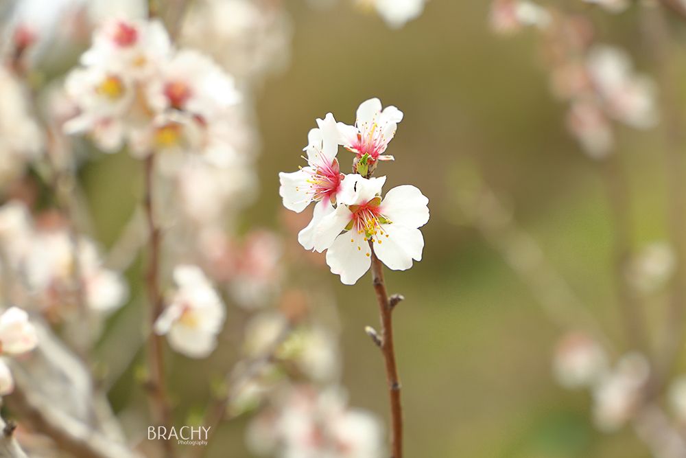 פרח מוקטן(1).jpg