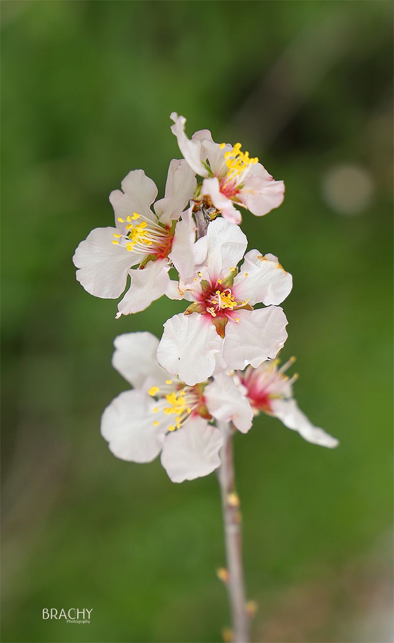 פרח מוקטן (3).jpg