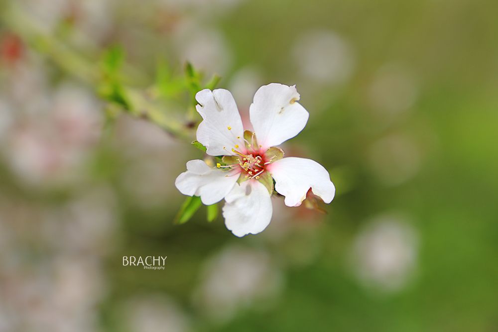 פרח מוקטן(4).jpg