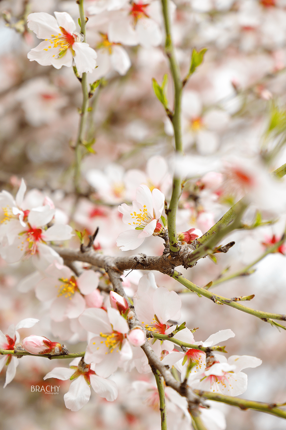 פרח מוקטן(6).png