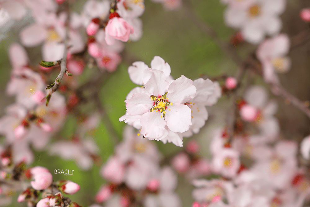 פרח מוקטן.png