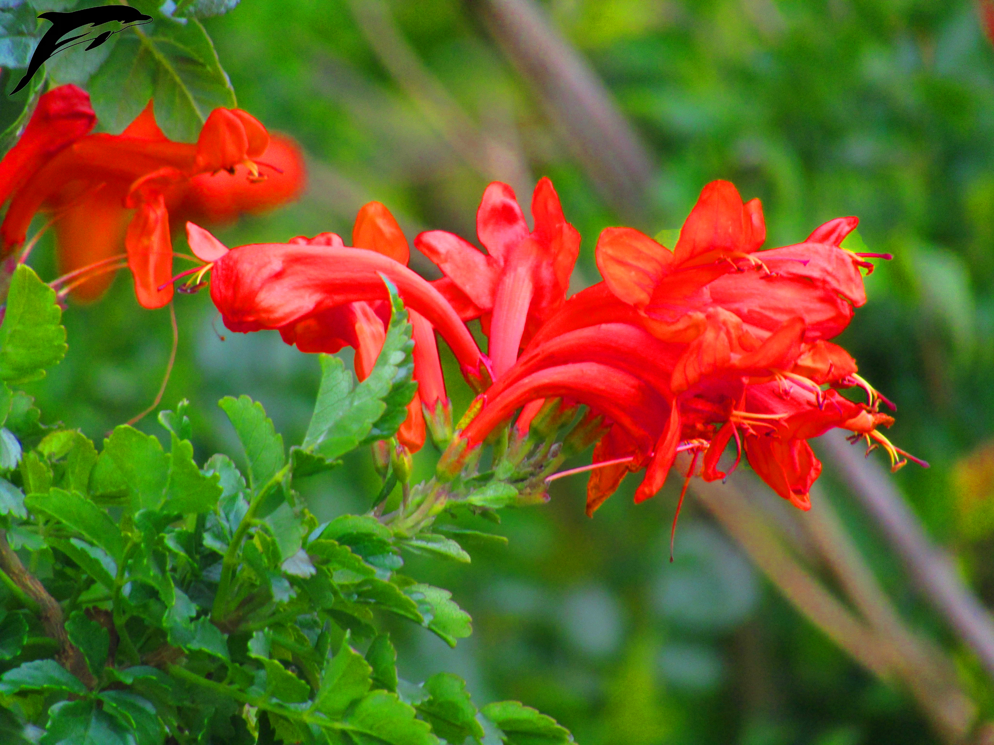 פרח עפולה.png