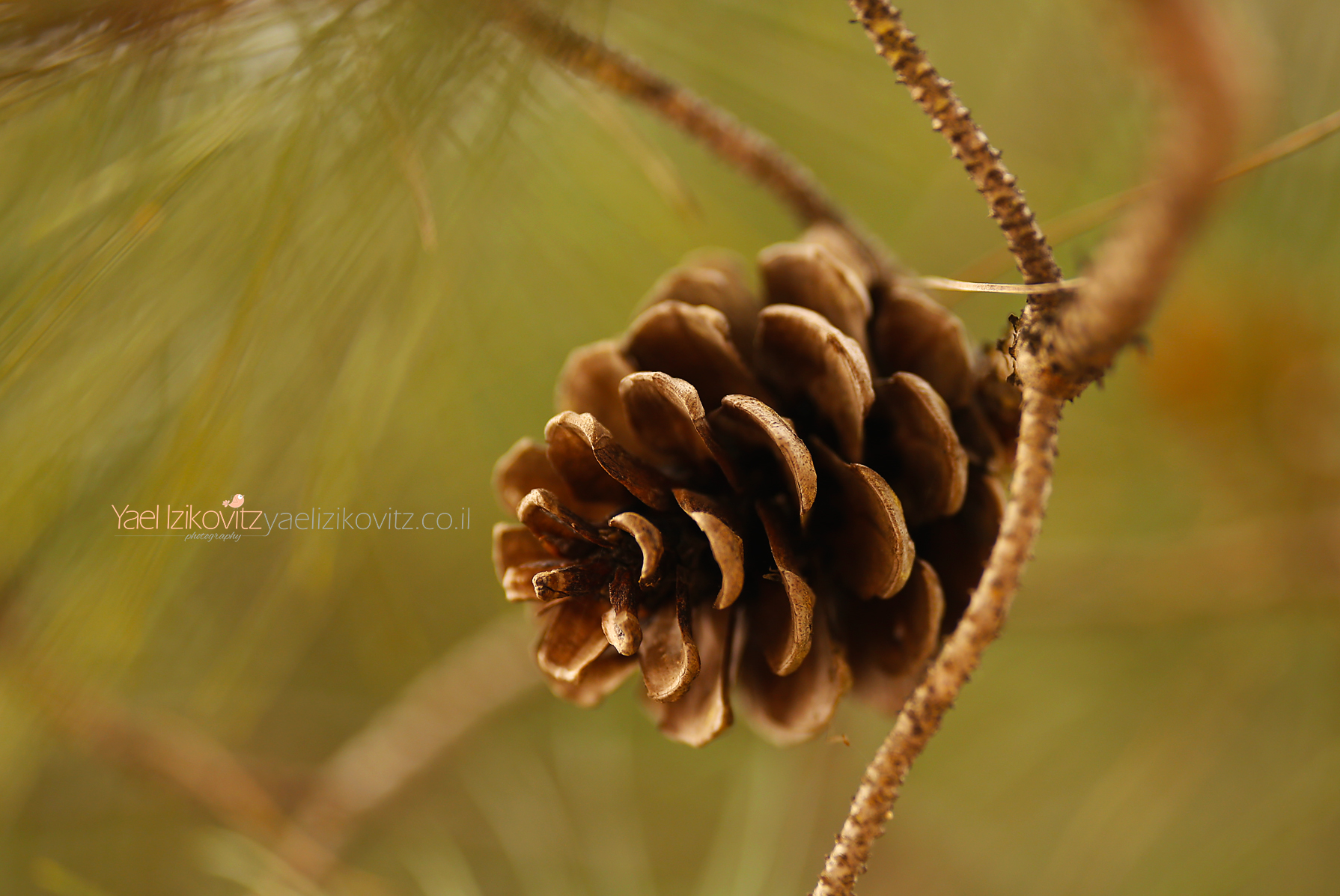 פרח 3.jpg