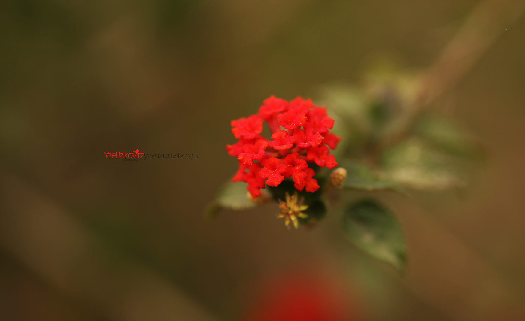 פרח 6.jpg