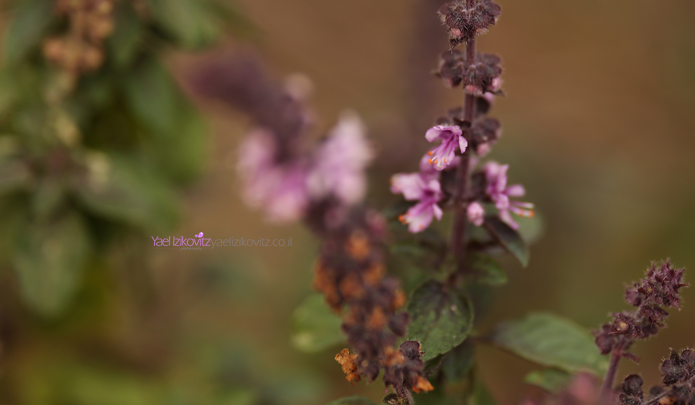 פרח 7.jpg