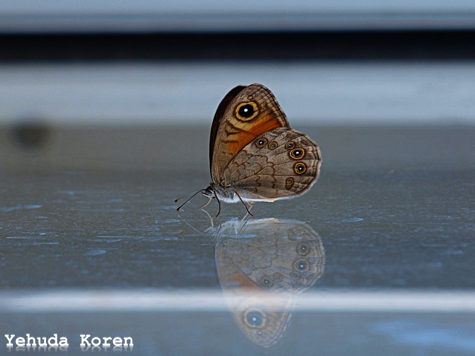 פרפר על החלום שקיםות.JPG