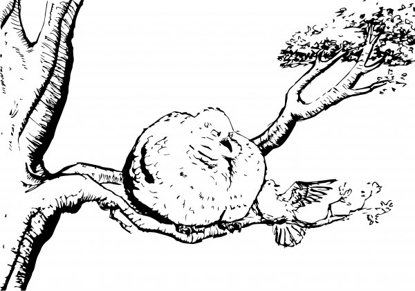 ציור לצביעה אתגר 8 הציירת טליה.jpg