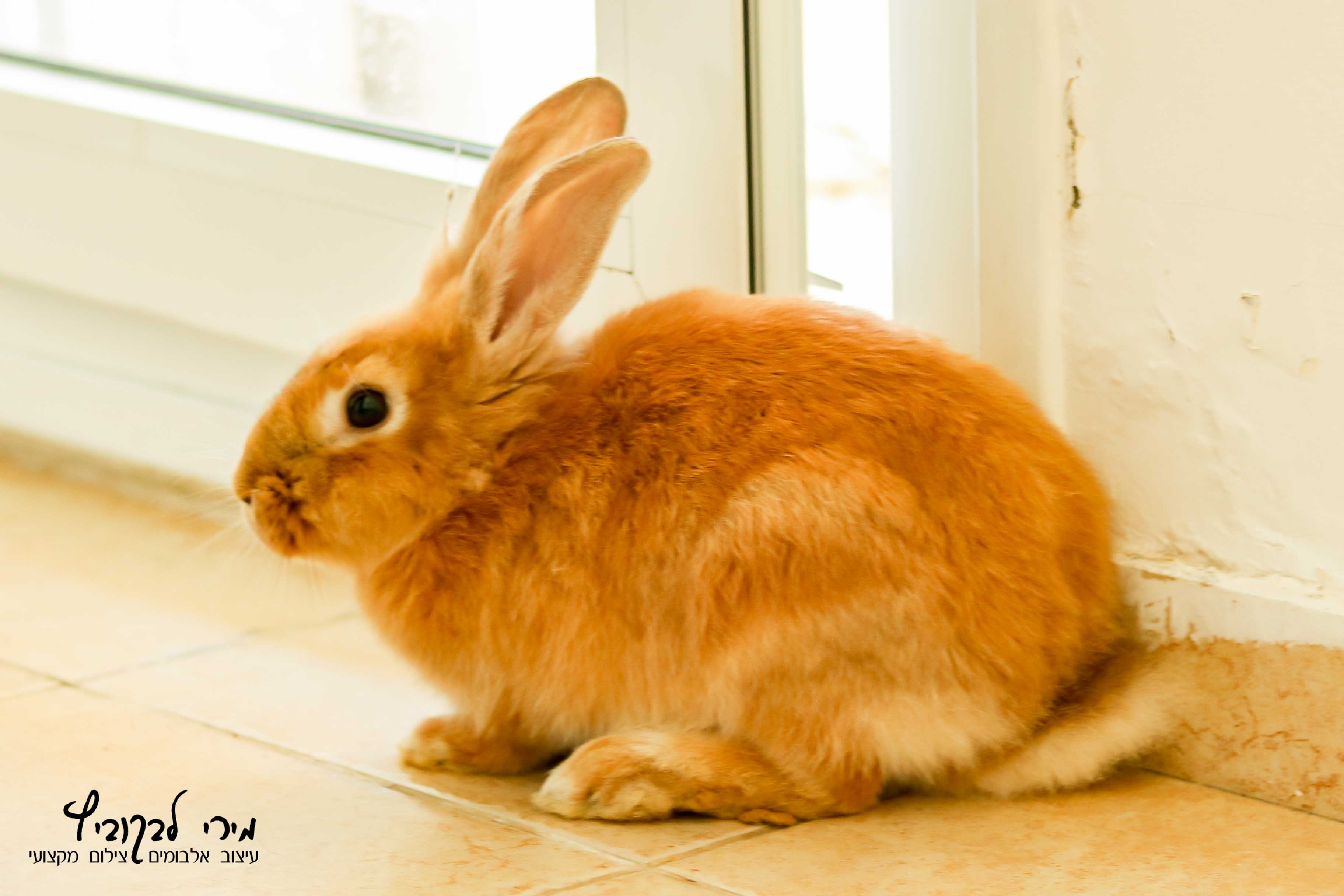 צילום- מירי 0548519631 (8 of 16).jpg