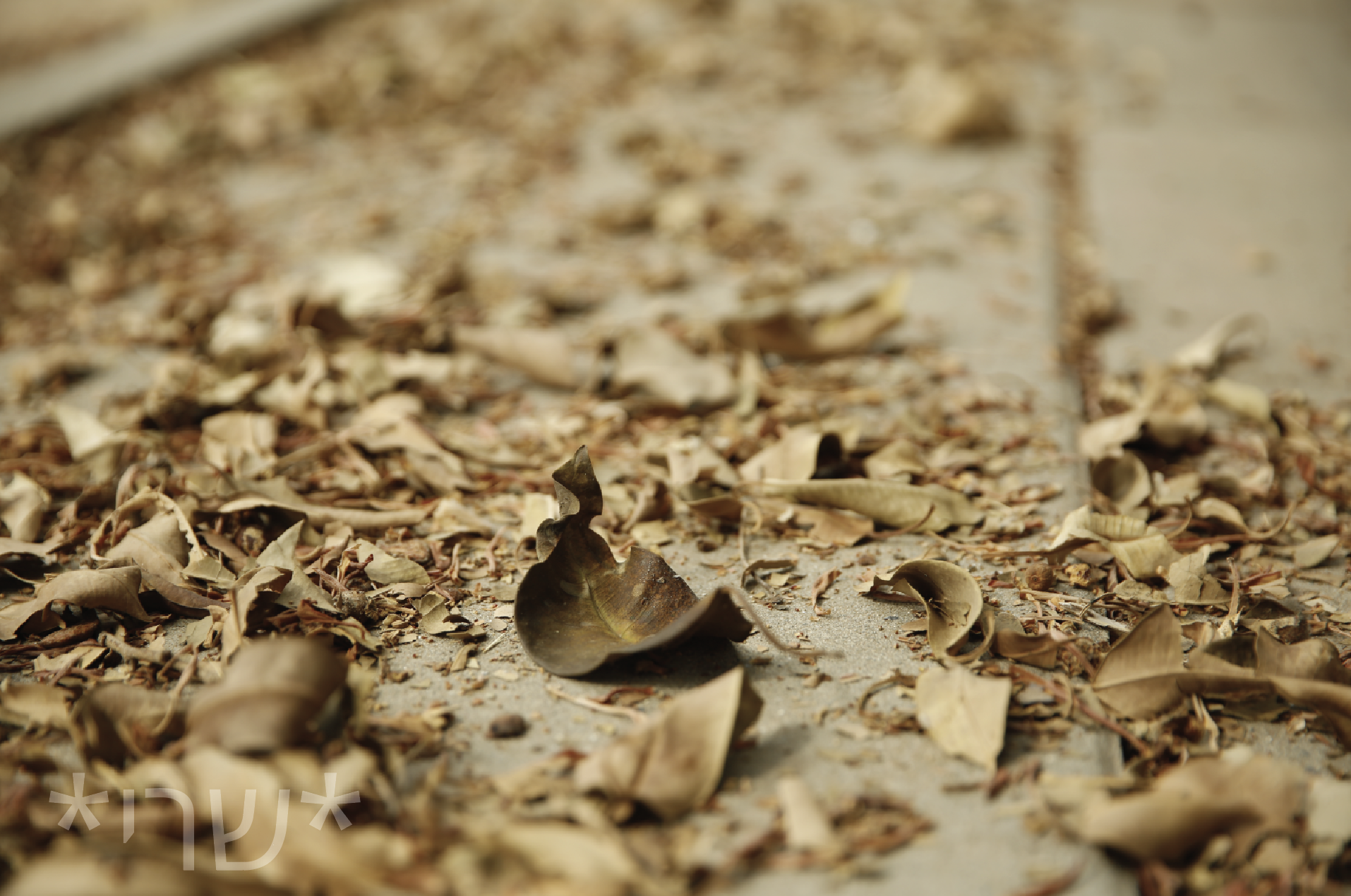 צילום מסך 2019-10-30 ב-15.08.42.png