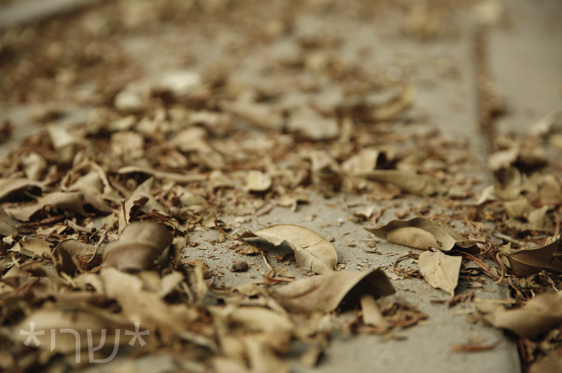 צילום מסך 2019-10-30 ב-15.08.53.png