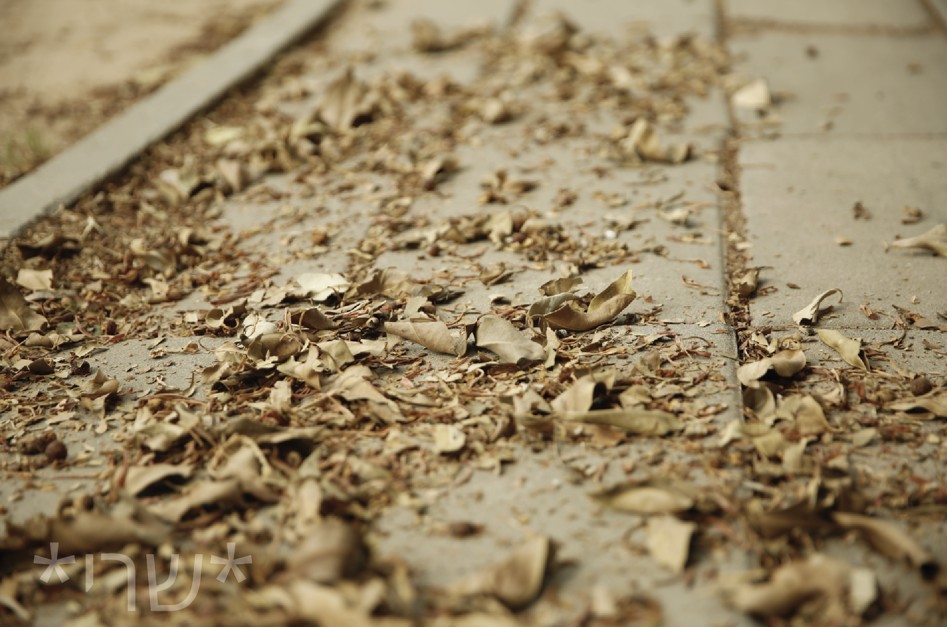 צילום מסך 2019-10-30 ב-15.09.02.png