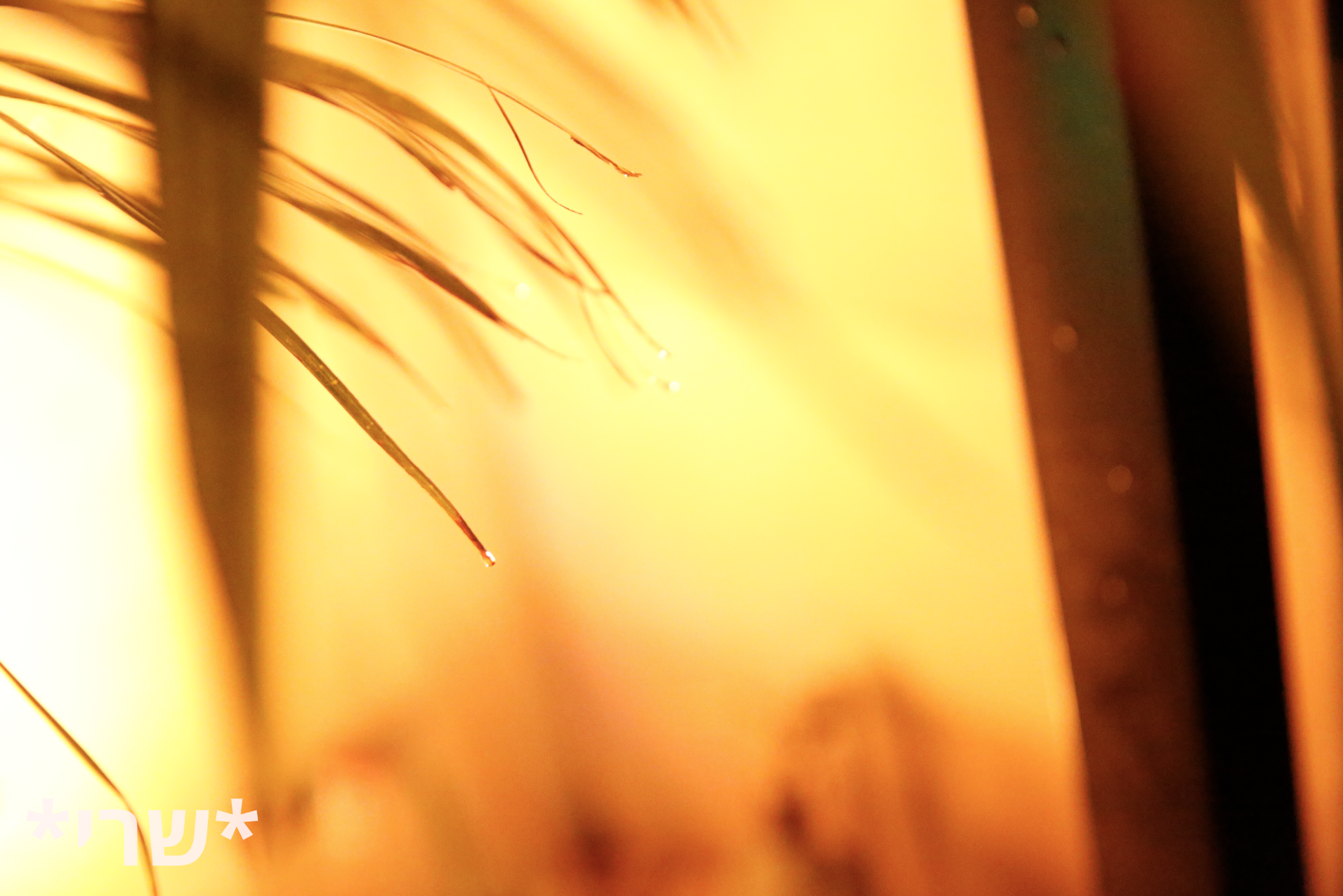 צילום מסך 2019-12-11 ב-20.40.12.png