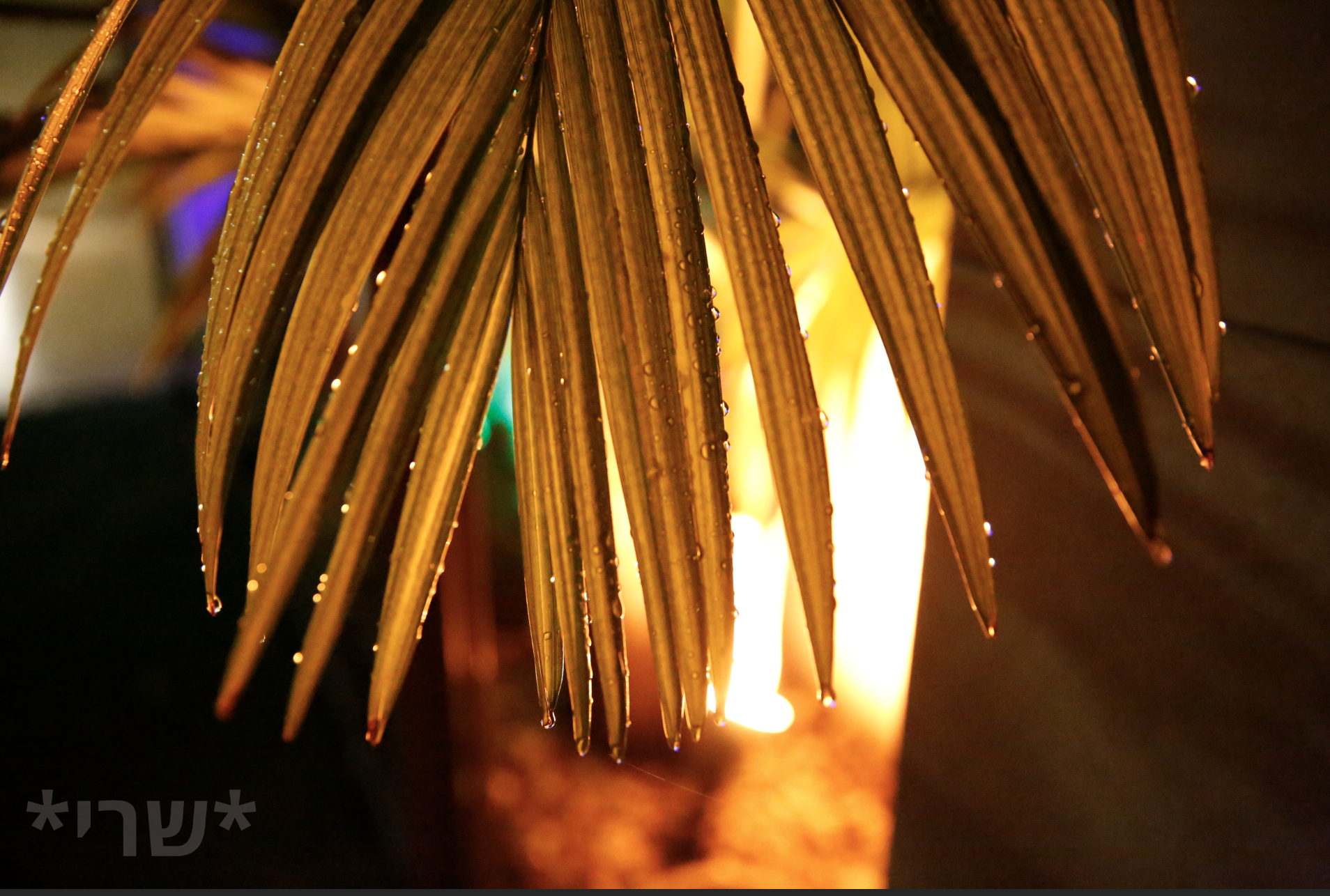 צילום מסך 2019-12-11 ב-20.41.28.png