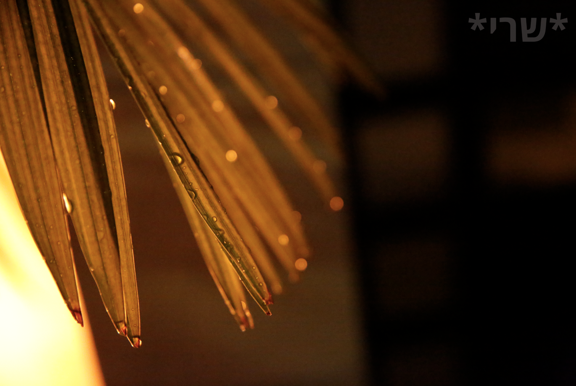 צילום מסך 2019-12-11 ב-20.42.57.png