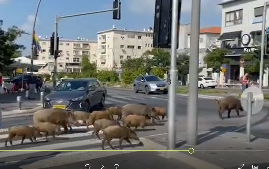 צילום מסך 2021-07-13 230443.jpg