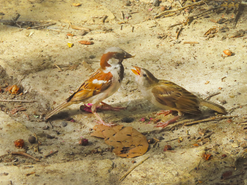 צילום מסך 2022-05-31 152750.png