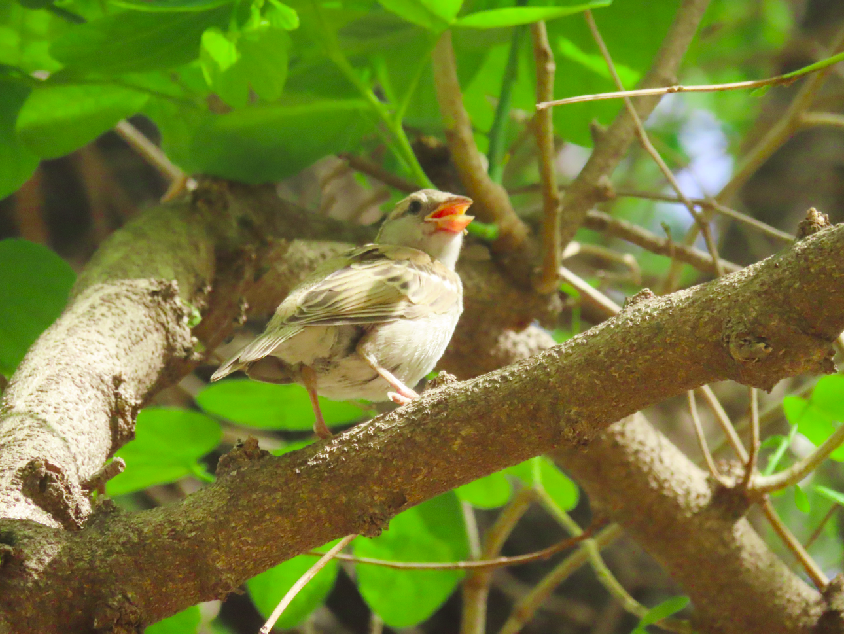 צילום מסך 2022-05-31 181545.png